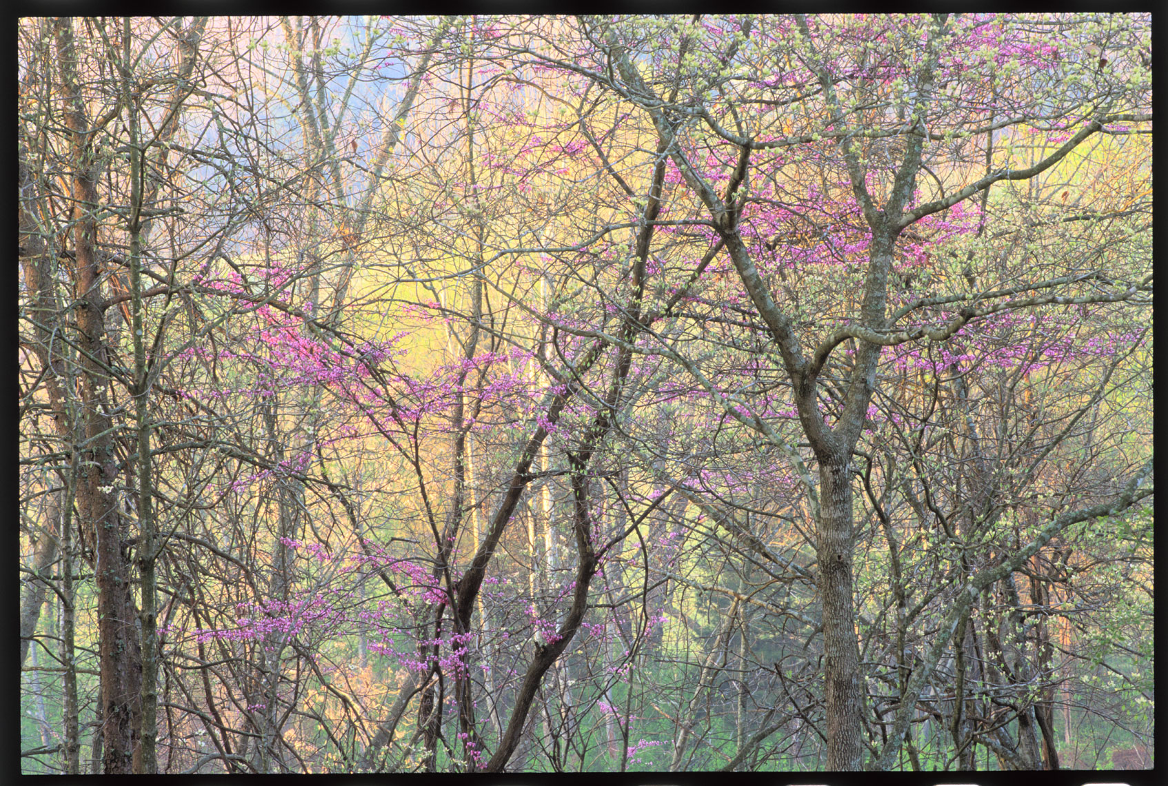 4794-purple-in-forest