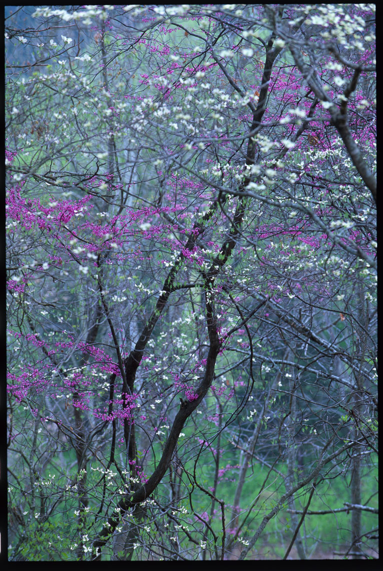 4809-spring-trees-1