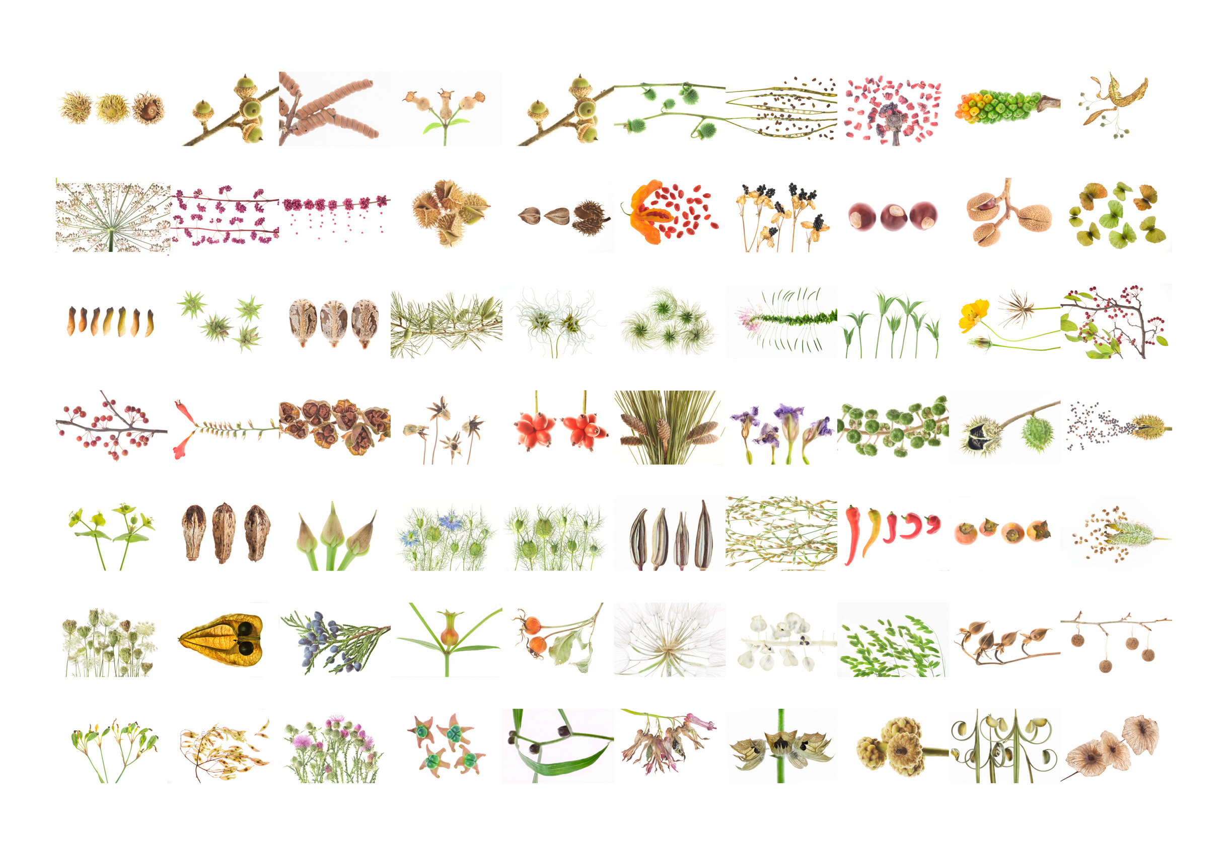 BOTANICALStwo02