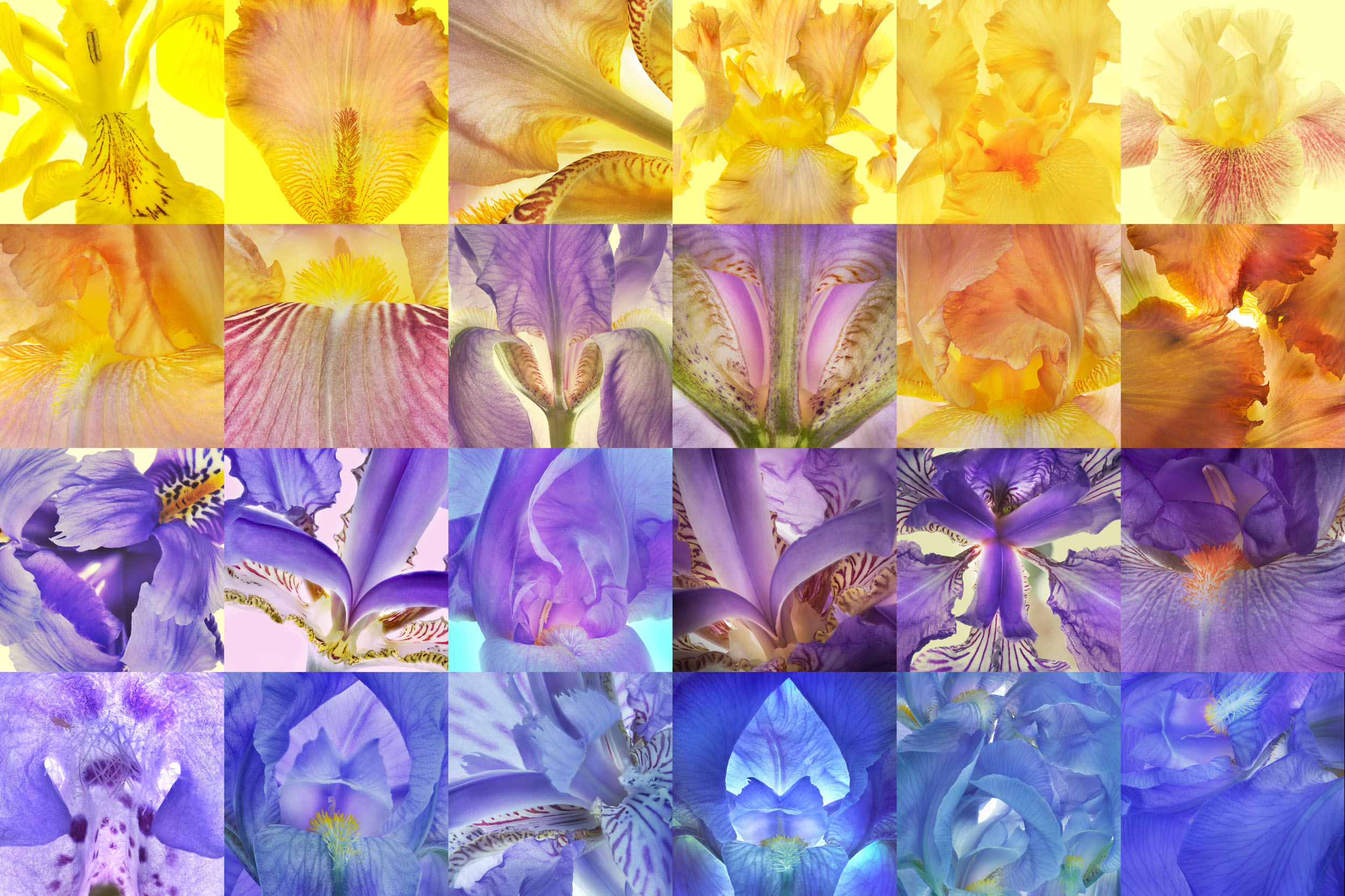 BOTANICALStwo11