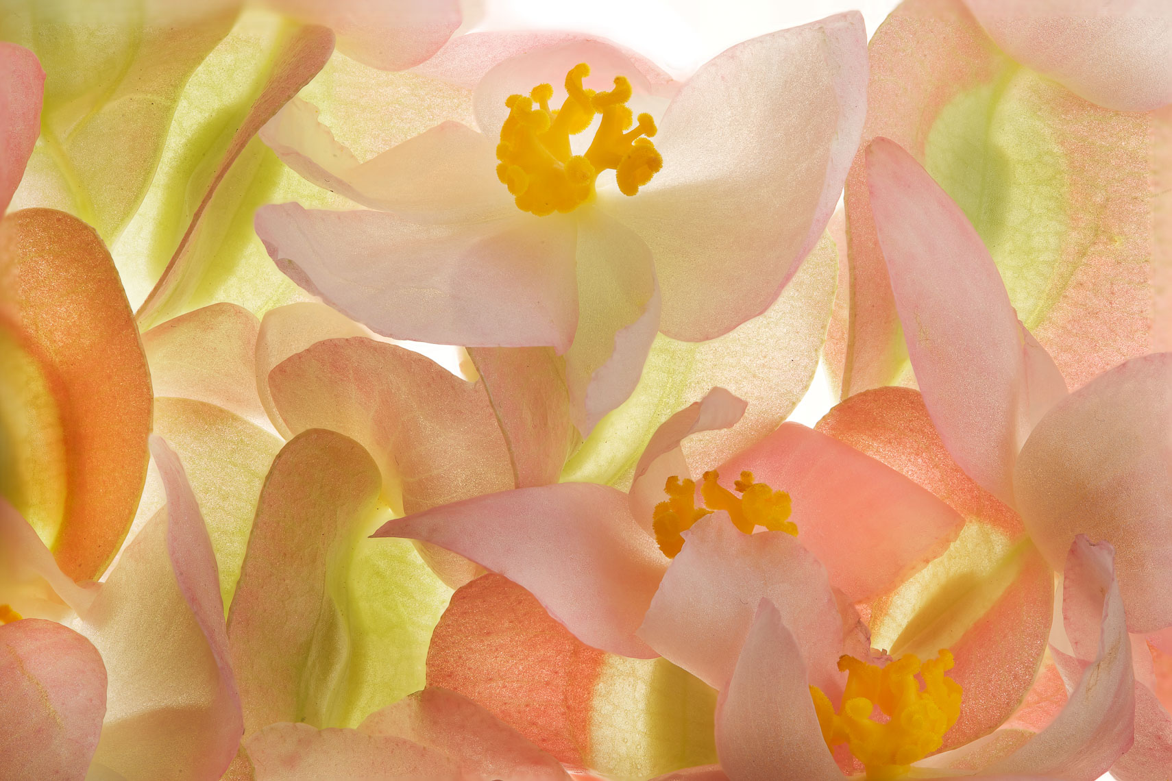 Begonia03ng