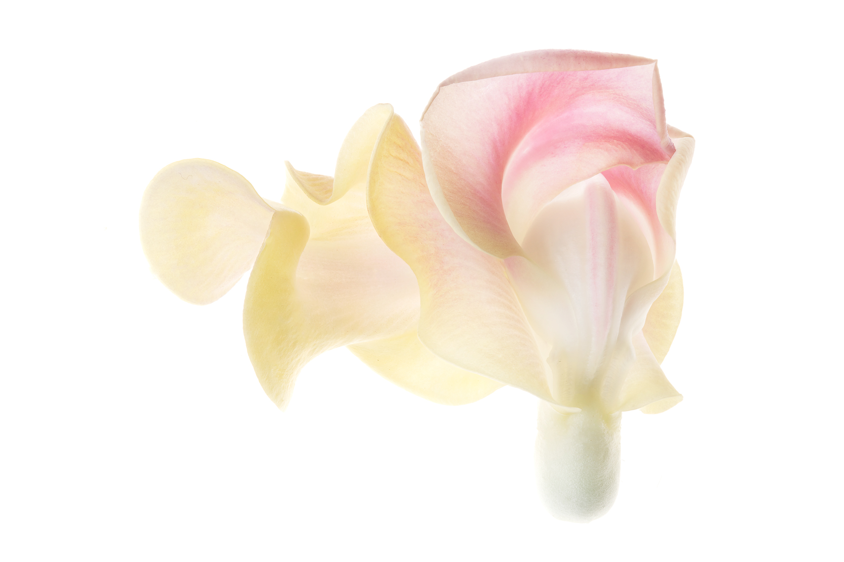 CaracallaBean04ng