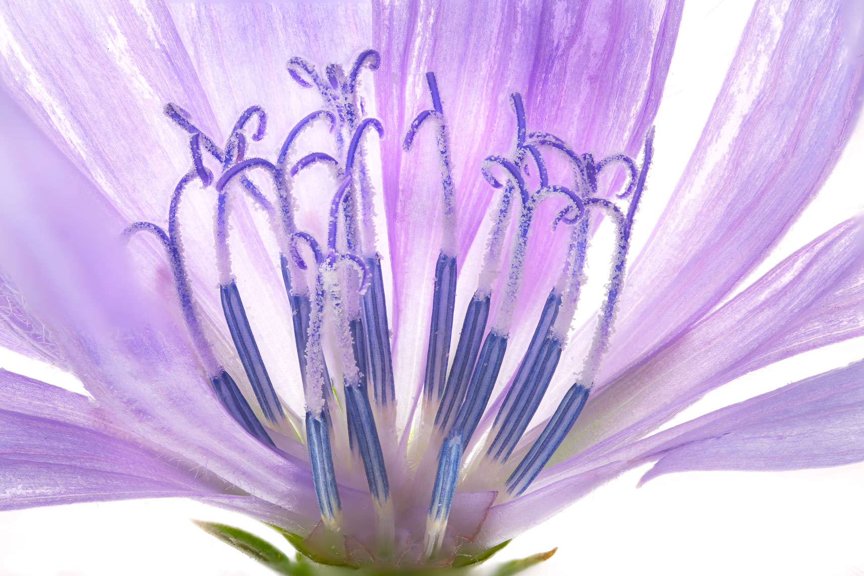 Chicory01ng