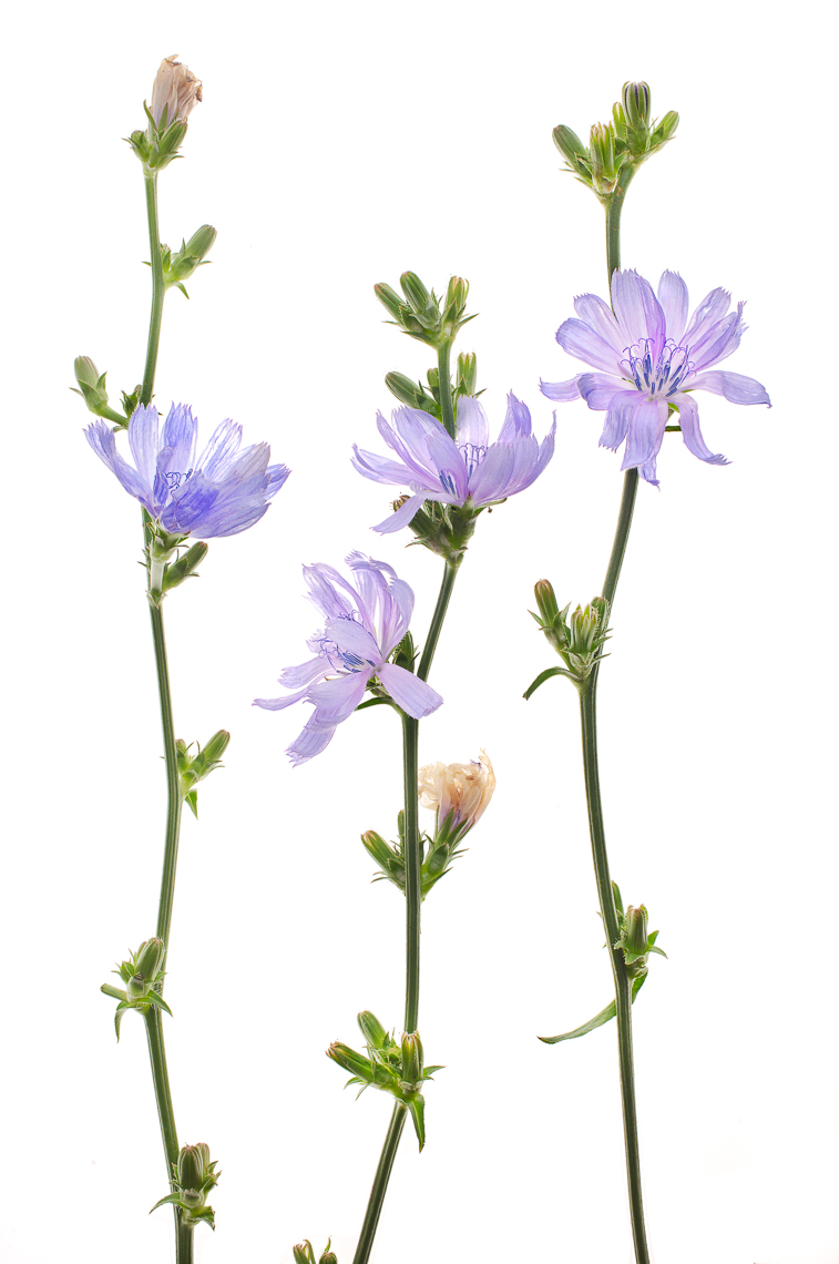 Chicory07ng
