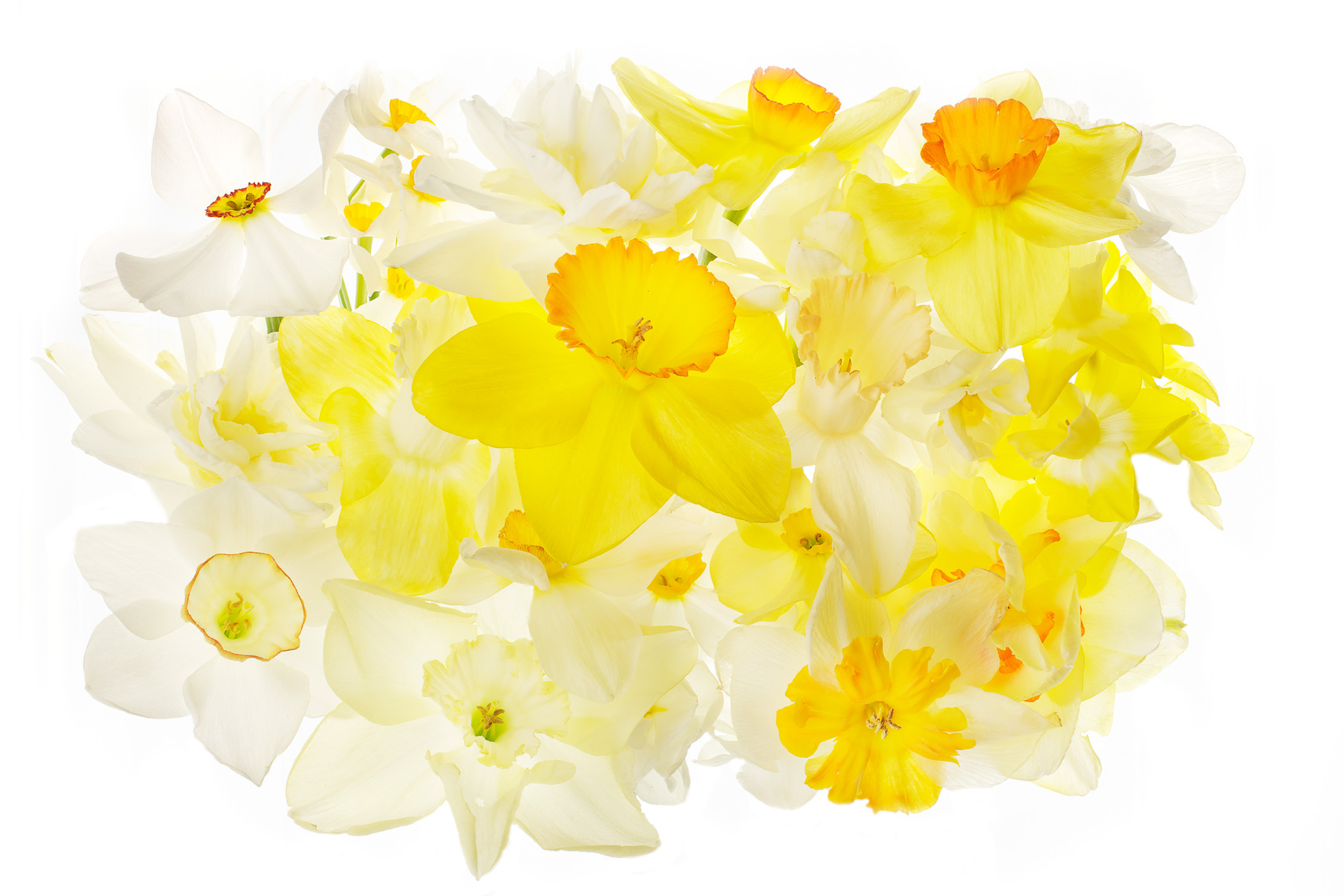 Daffodil01ng