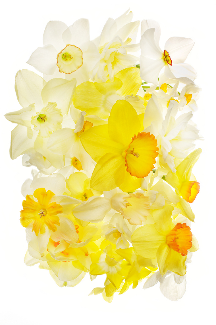 Daffodil02ng