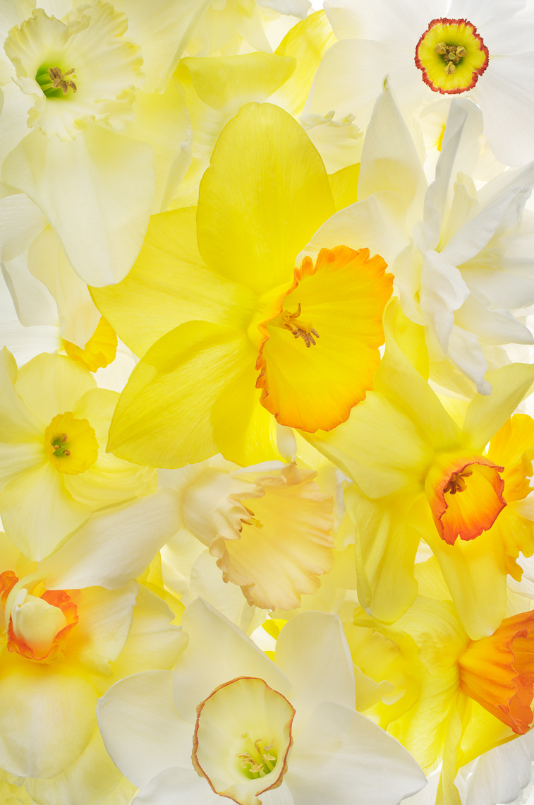 Daffodil03ng