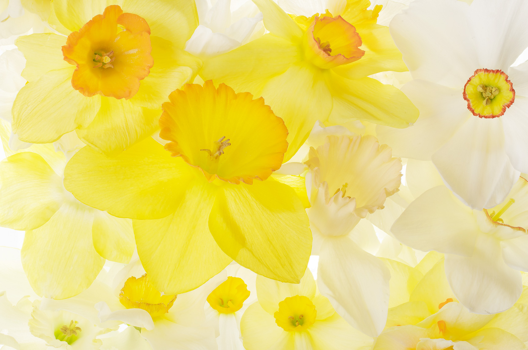 Daffodil04ng