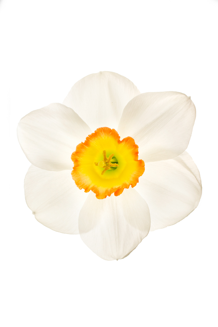Daffodil08ng
