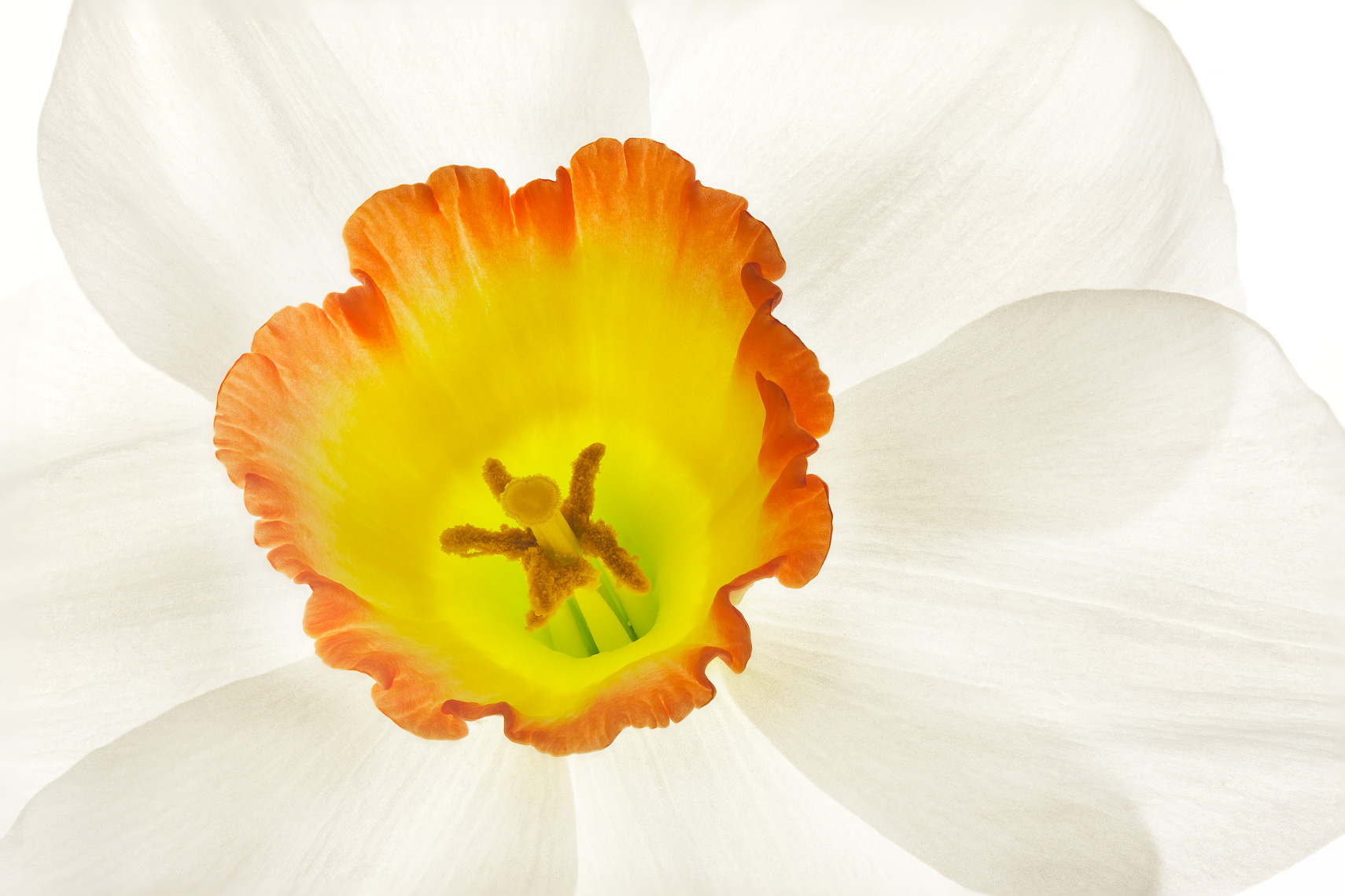 Daffodil12ng