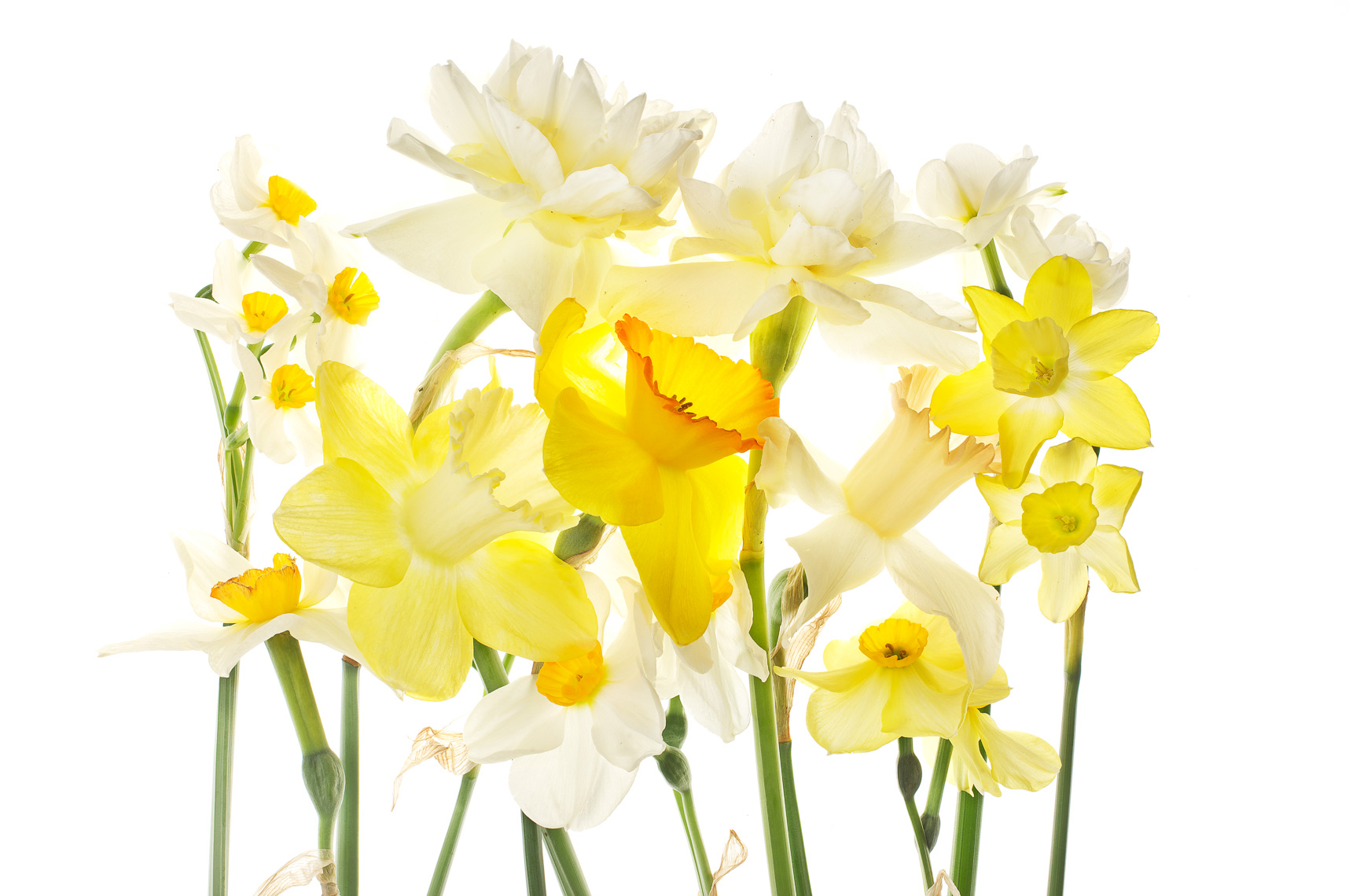 Daffodil24ng