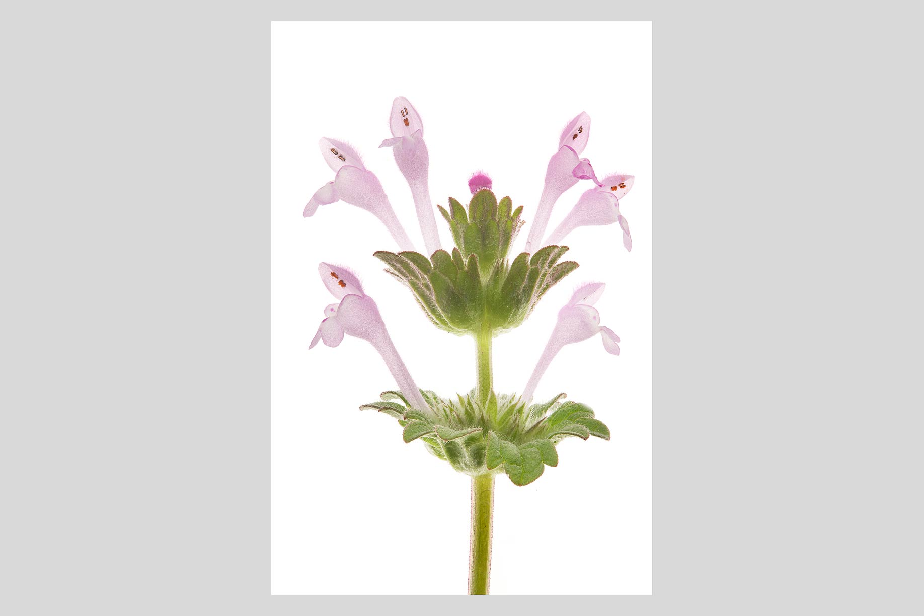 FLOWERn020