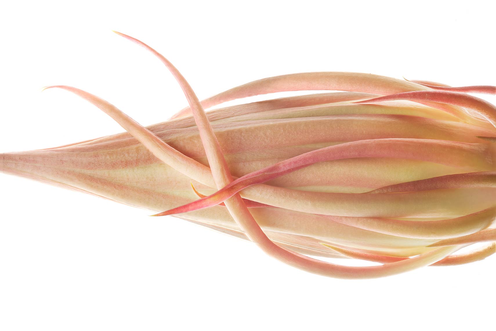 FLOWERn024
