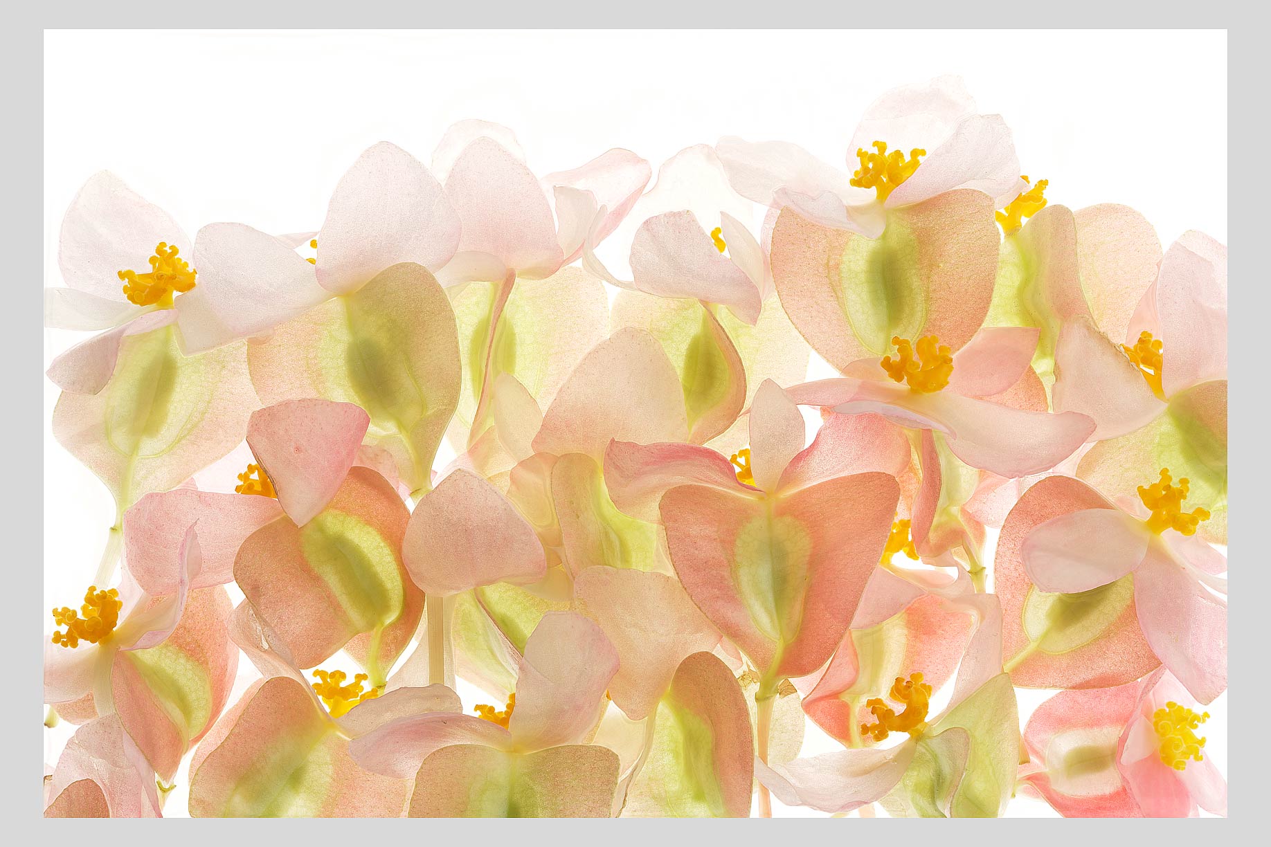FLOWERn043