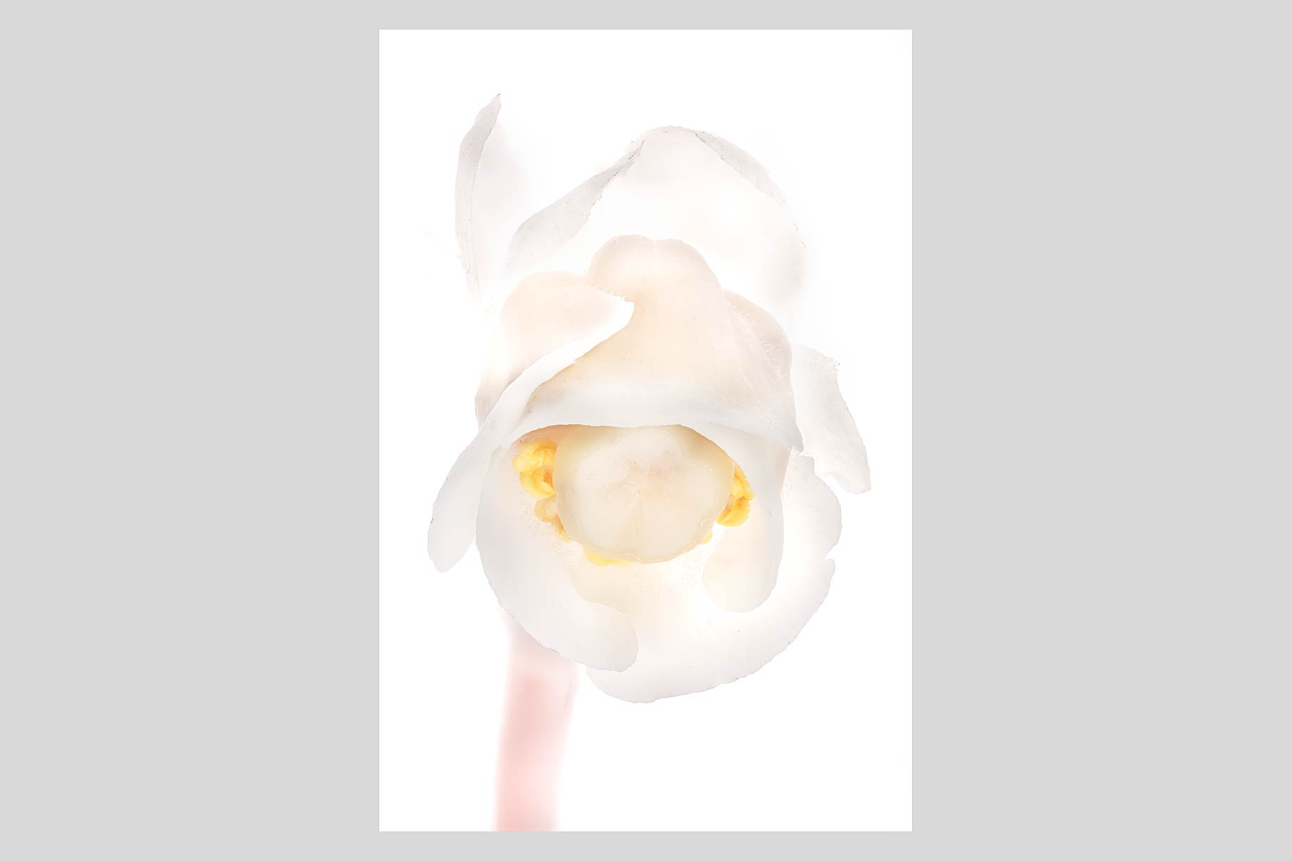 FLOWERn085