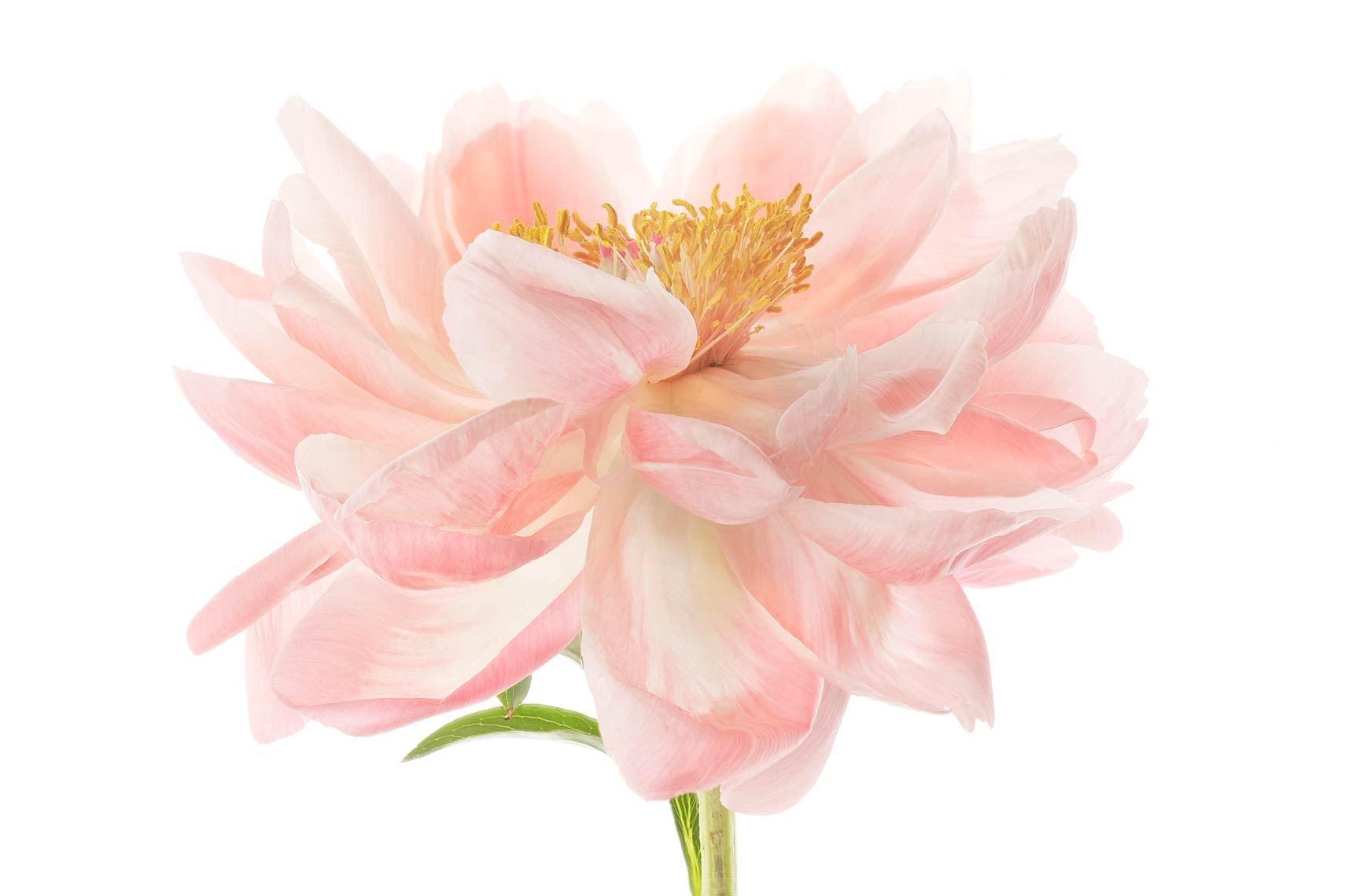 FLOWERn115