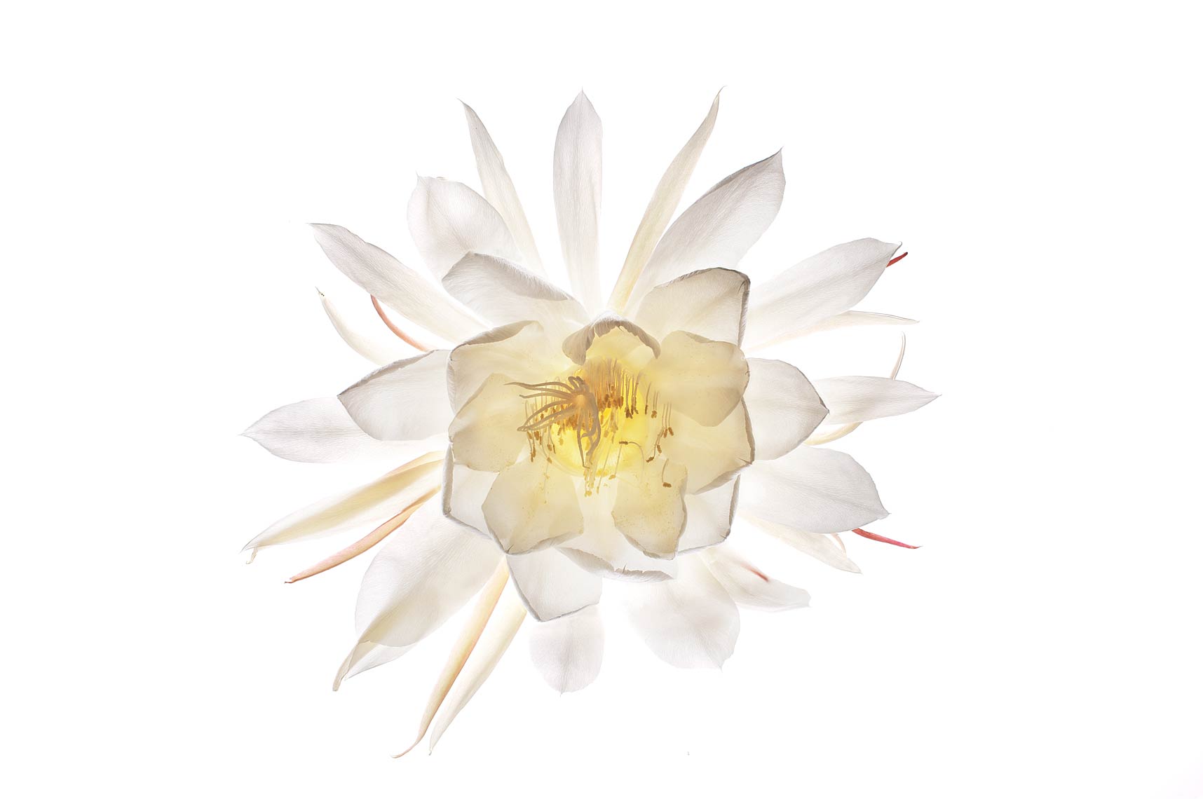 FLOWERn130