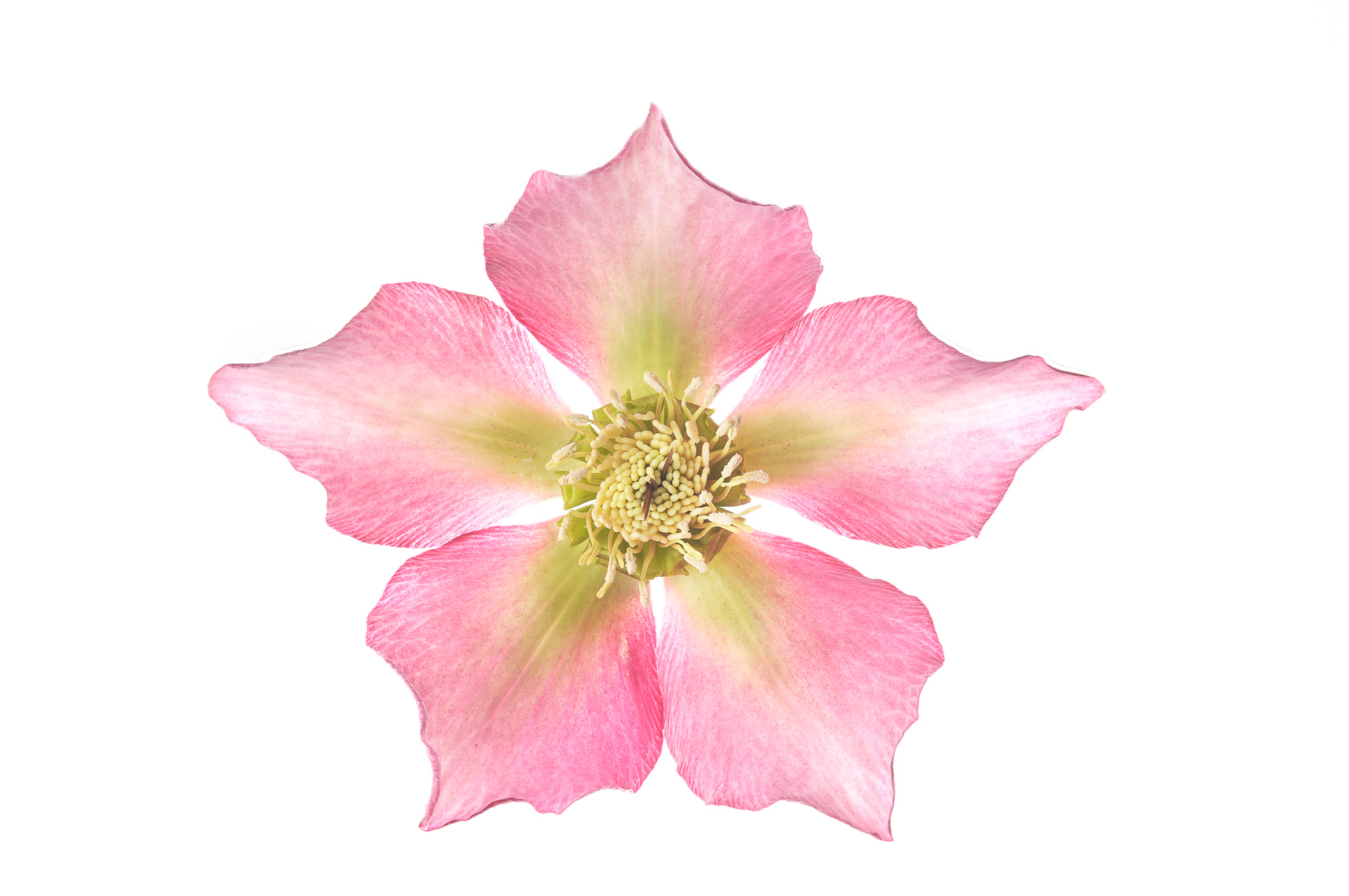 Hellebore04ng