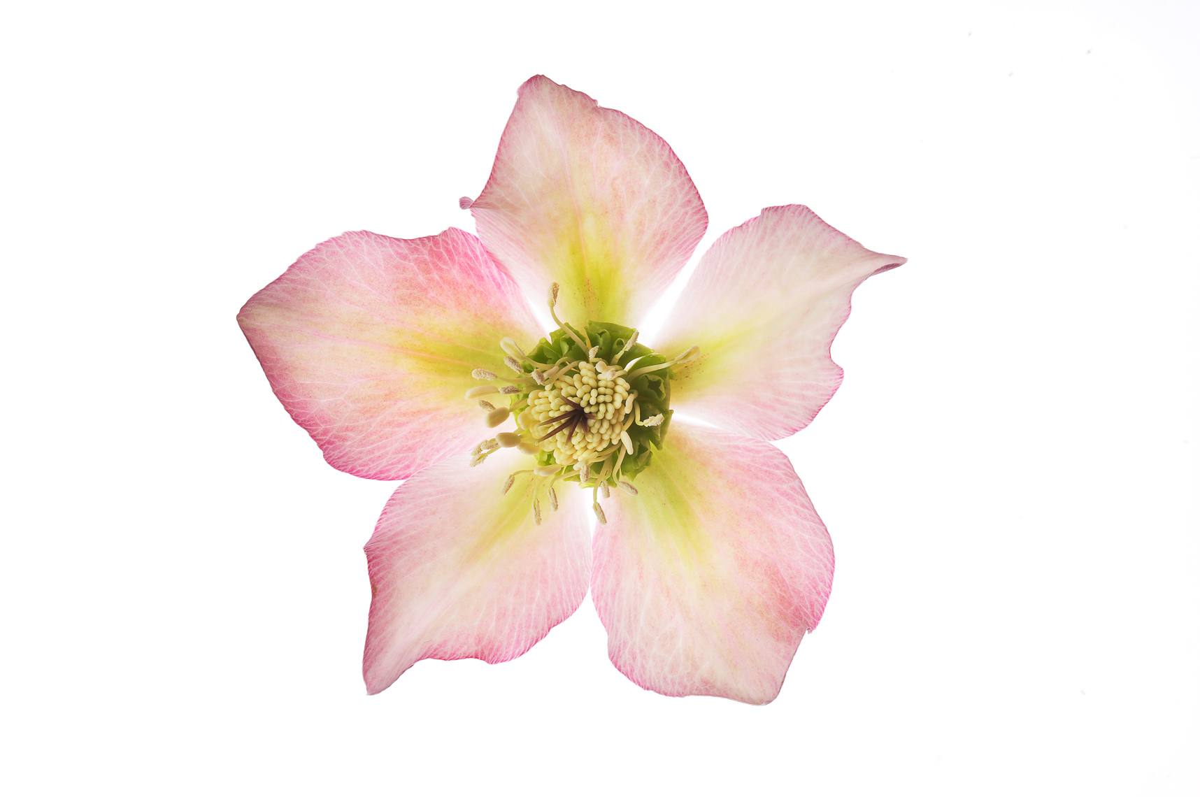 Hellebore07ng