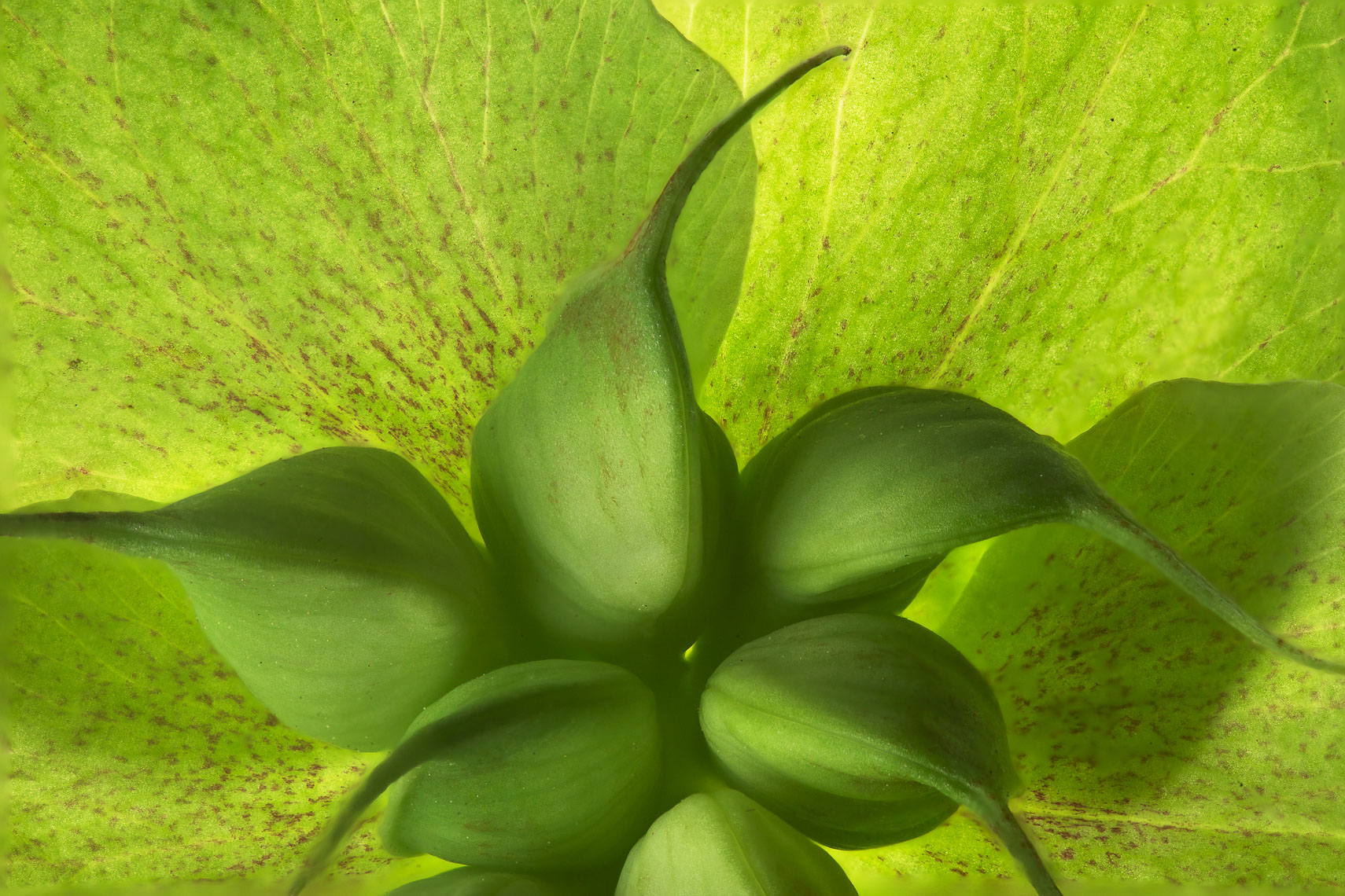 Hellebore44ng