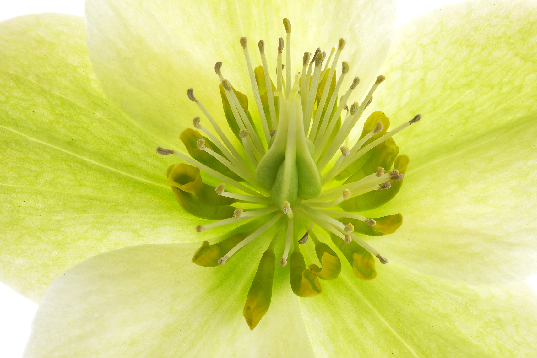 Hellebore60ng