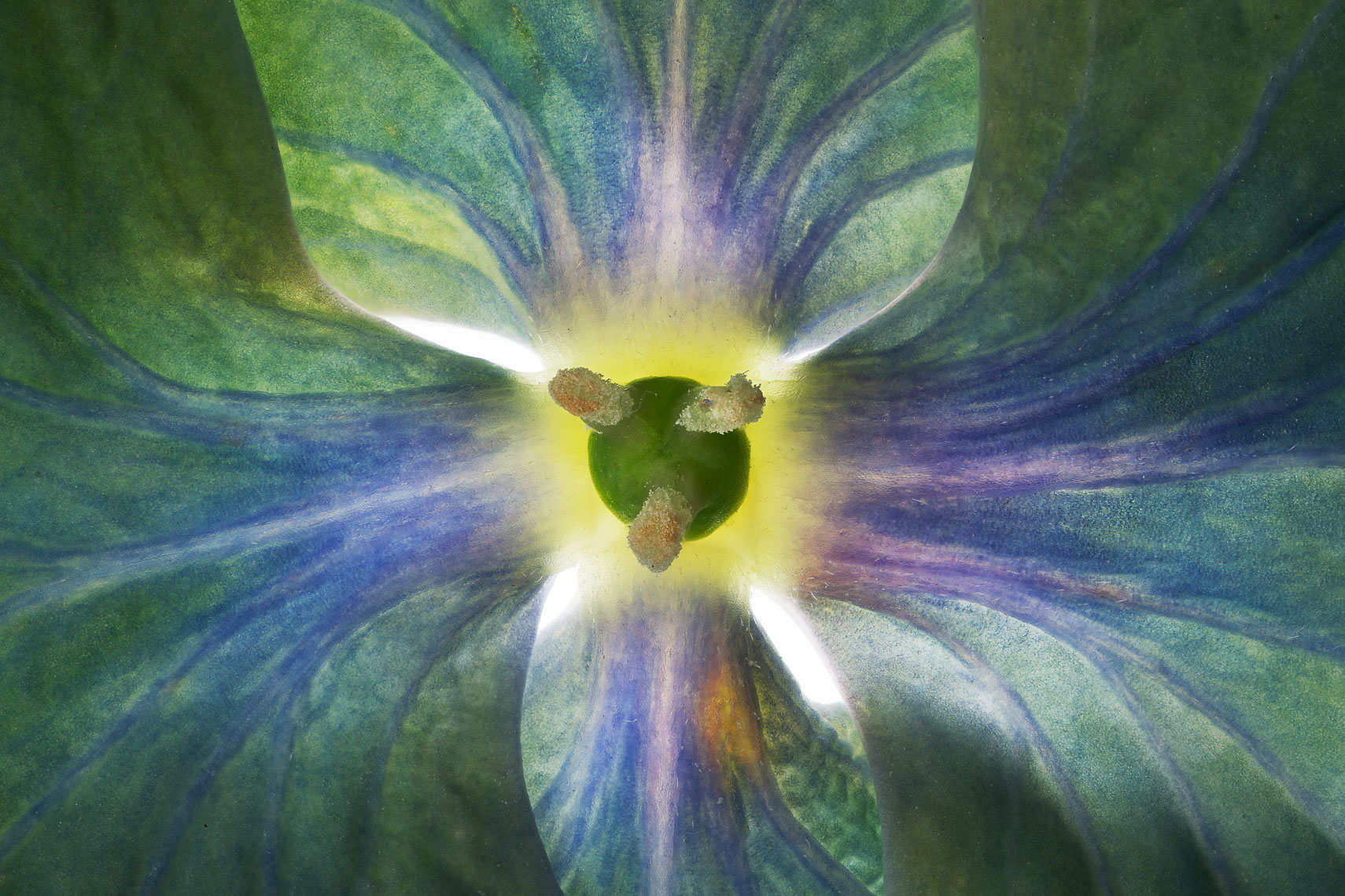 Hydrangea23ng