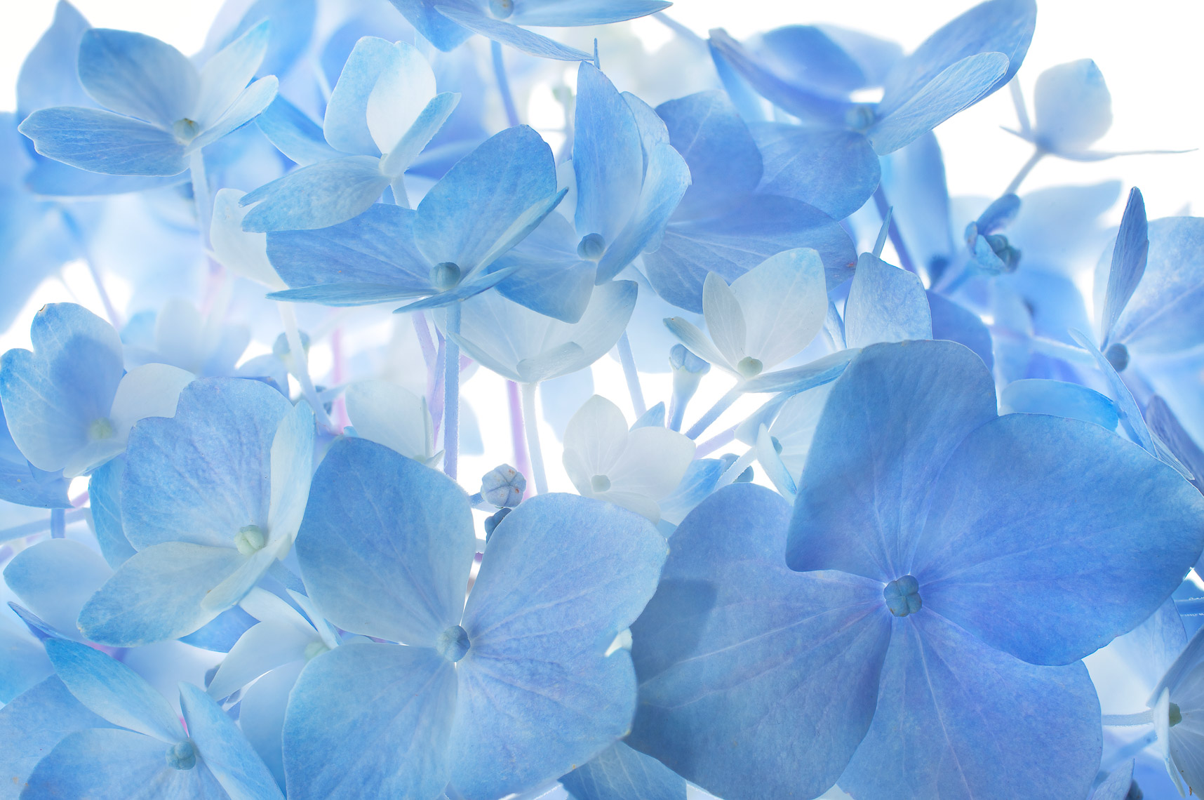 Hydrangea29ng