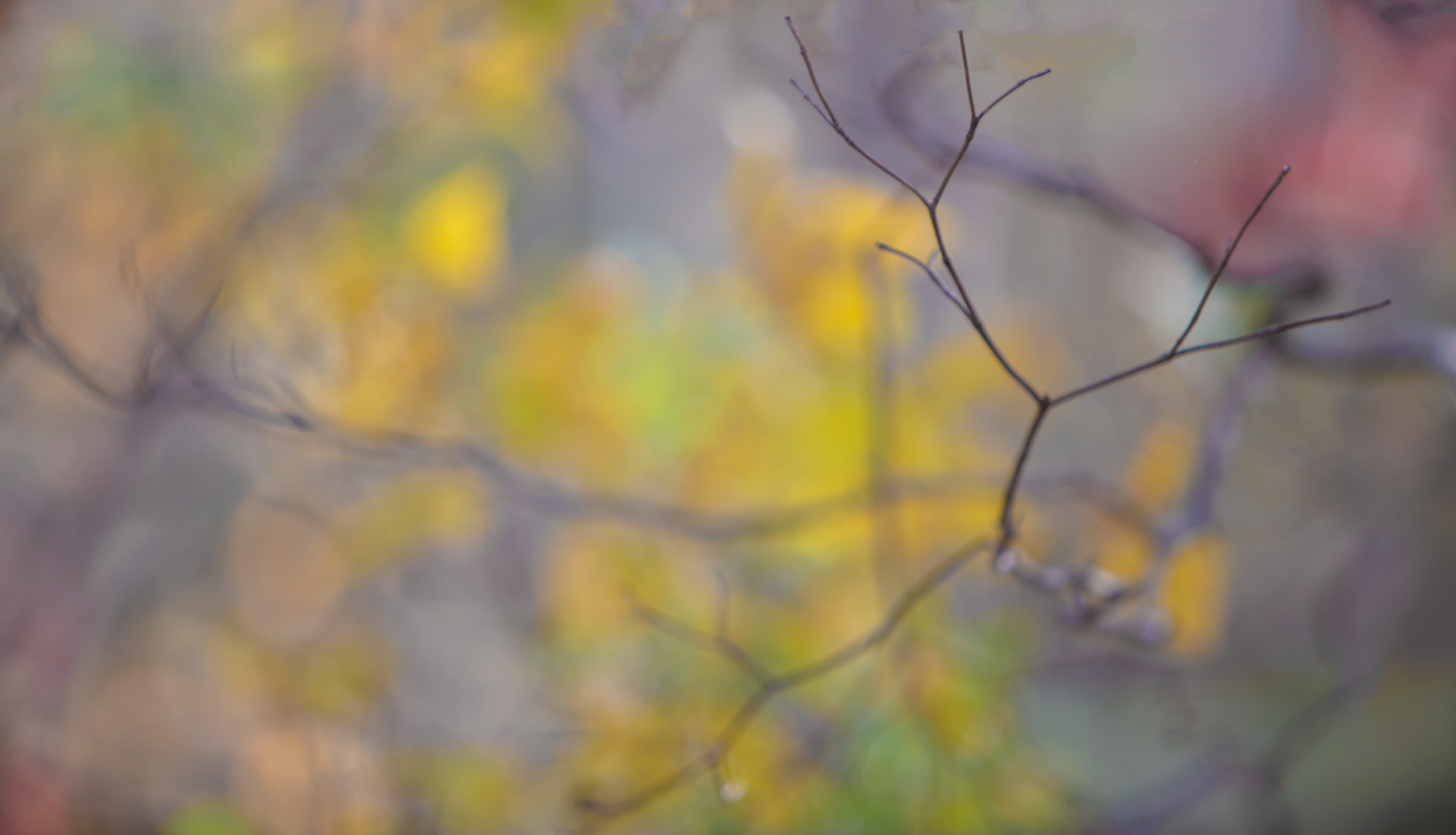 SOFTLIGHT29