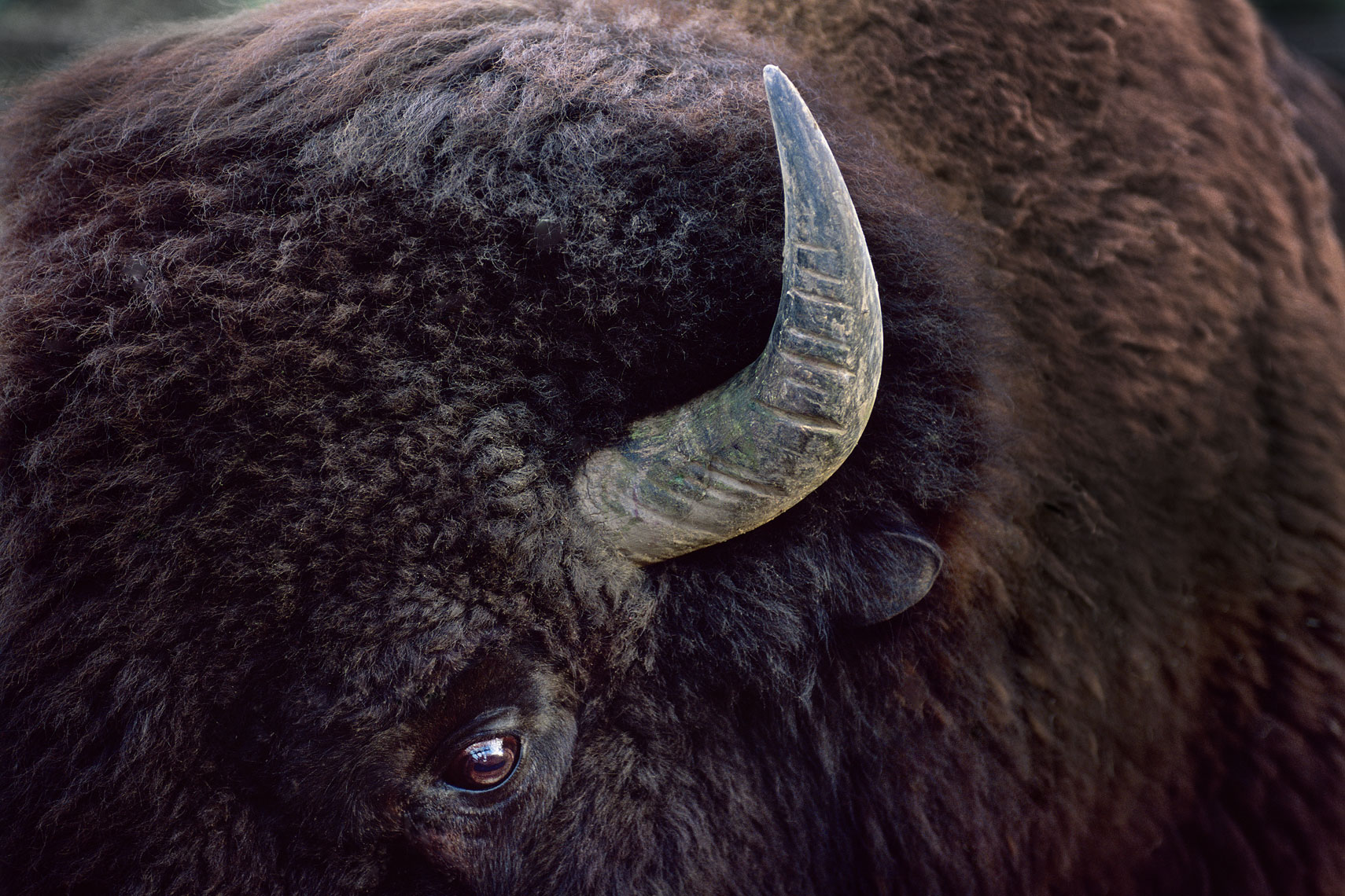 _-buffalo-head-3961-FINAL