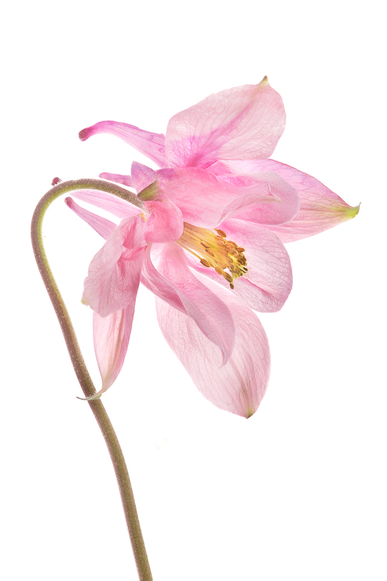 achilleacolumbine07ng