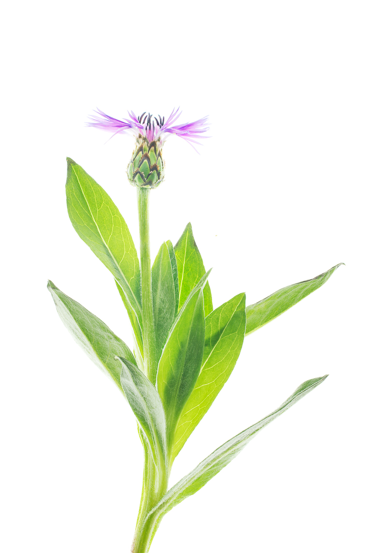 centaureacornflower01ng