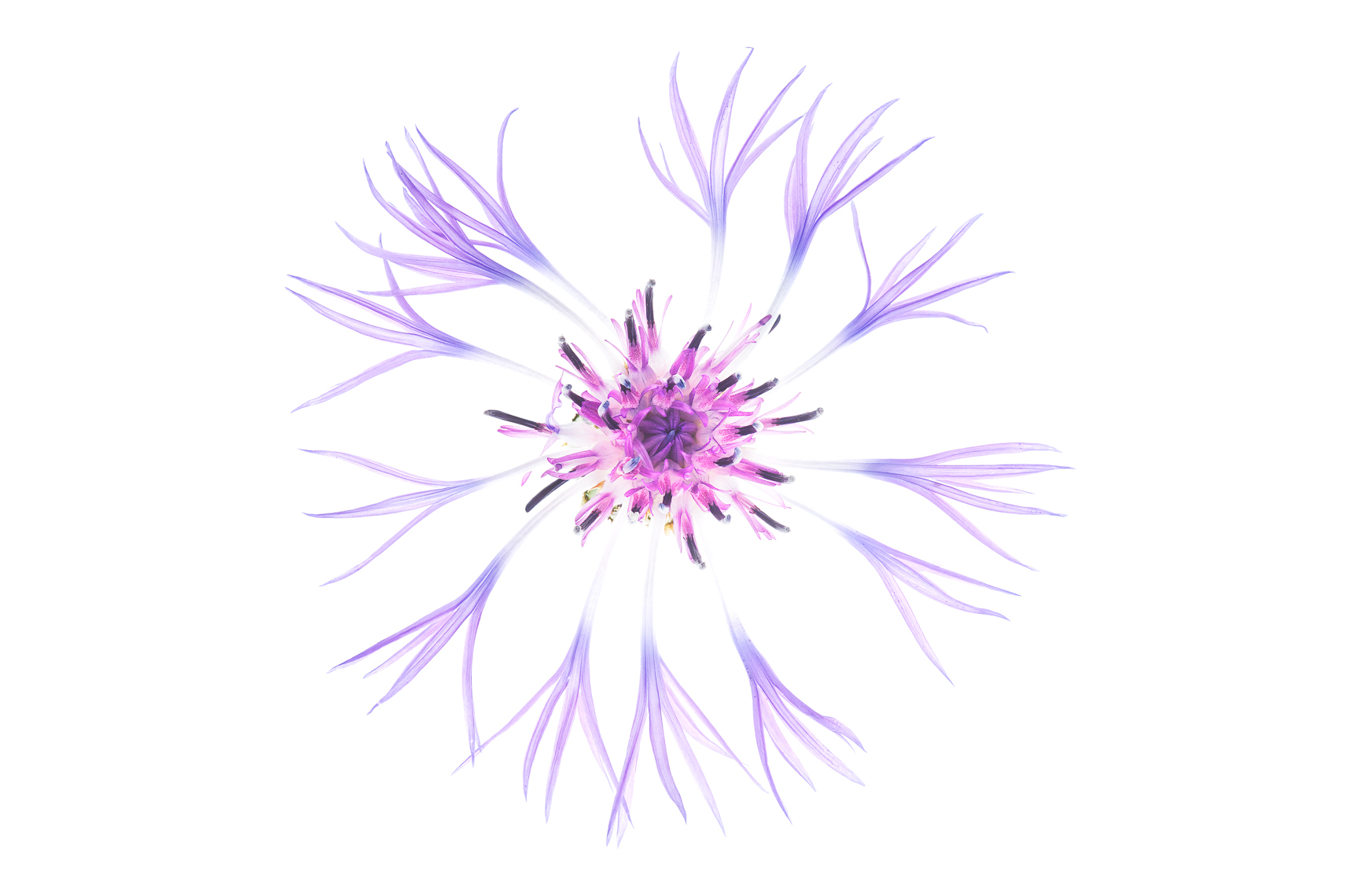 centaureacornflower08ng