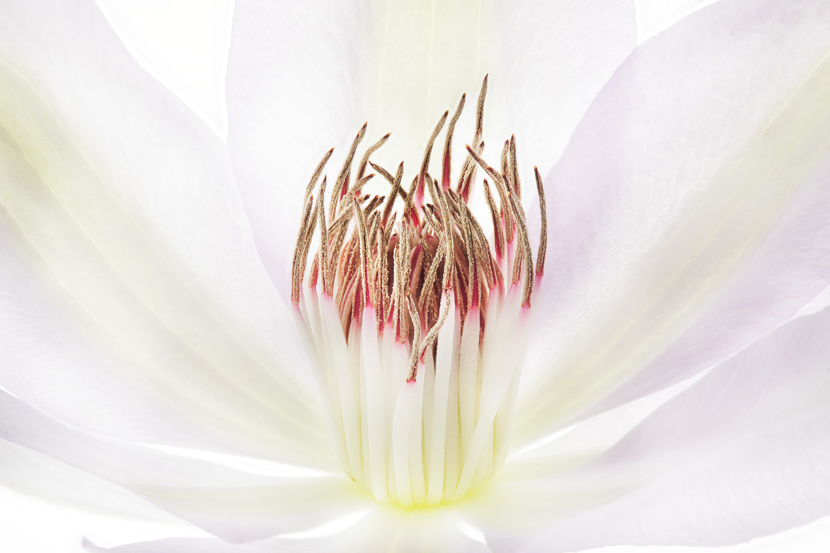 clematis21ng