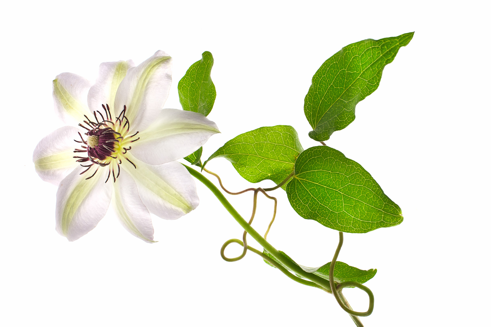 clematis23ng
