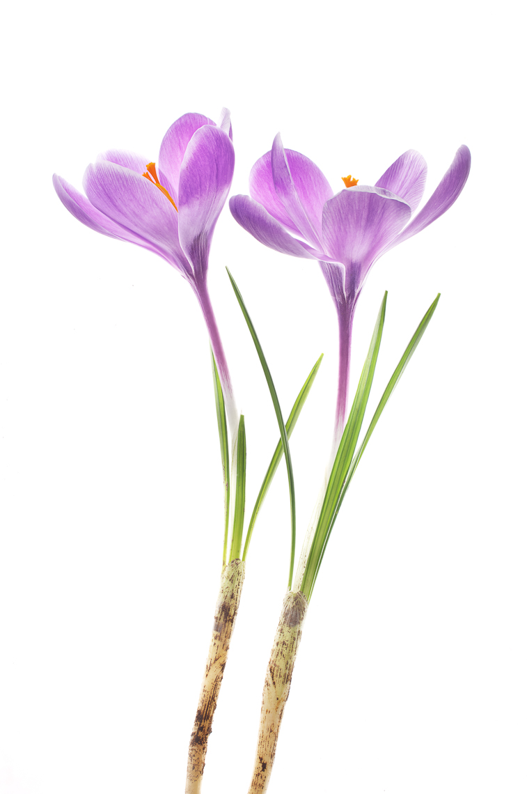 crocus04ng