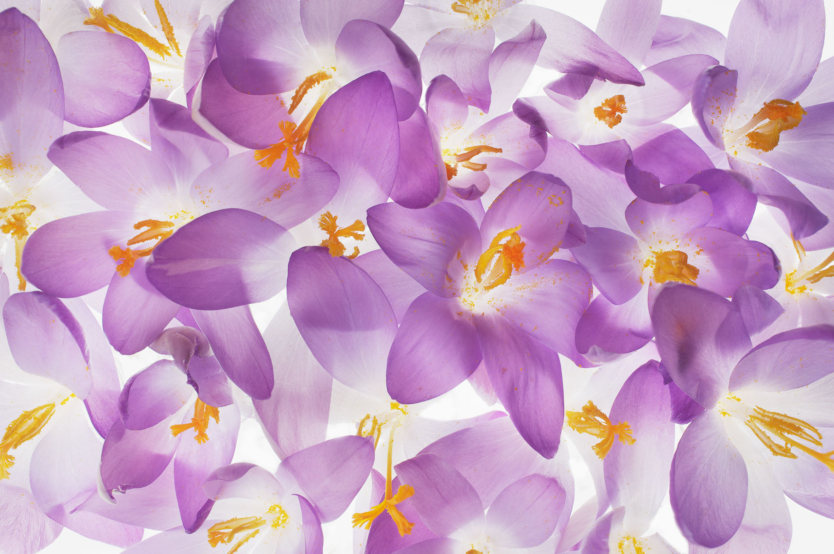 crocus41ng