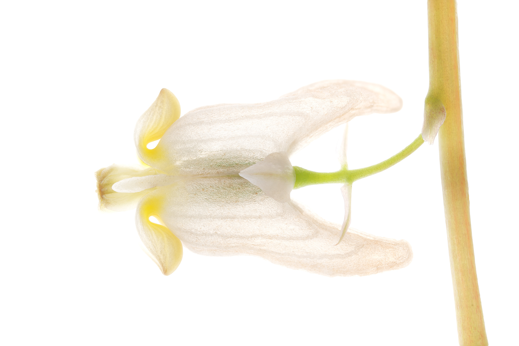 dutchmansbreeches03ng