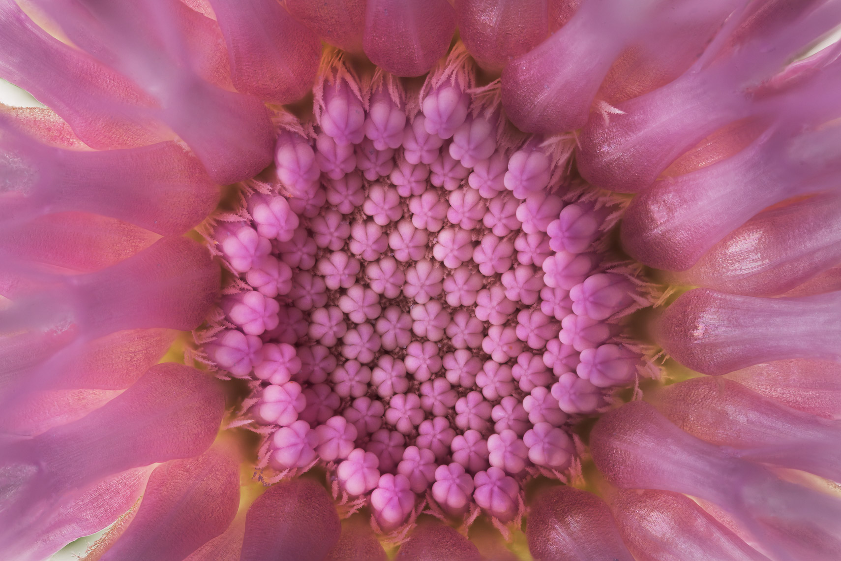 englishdaisy02ng