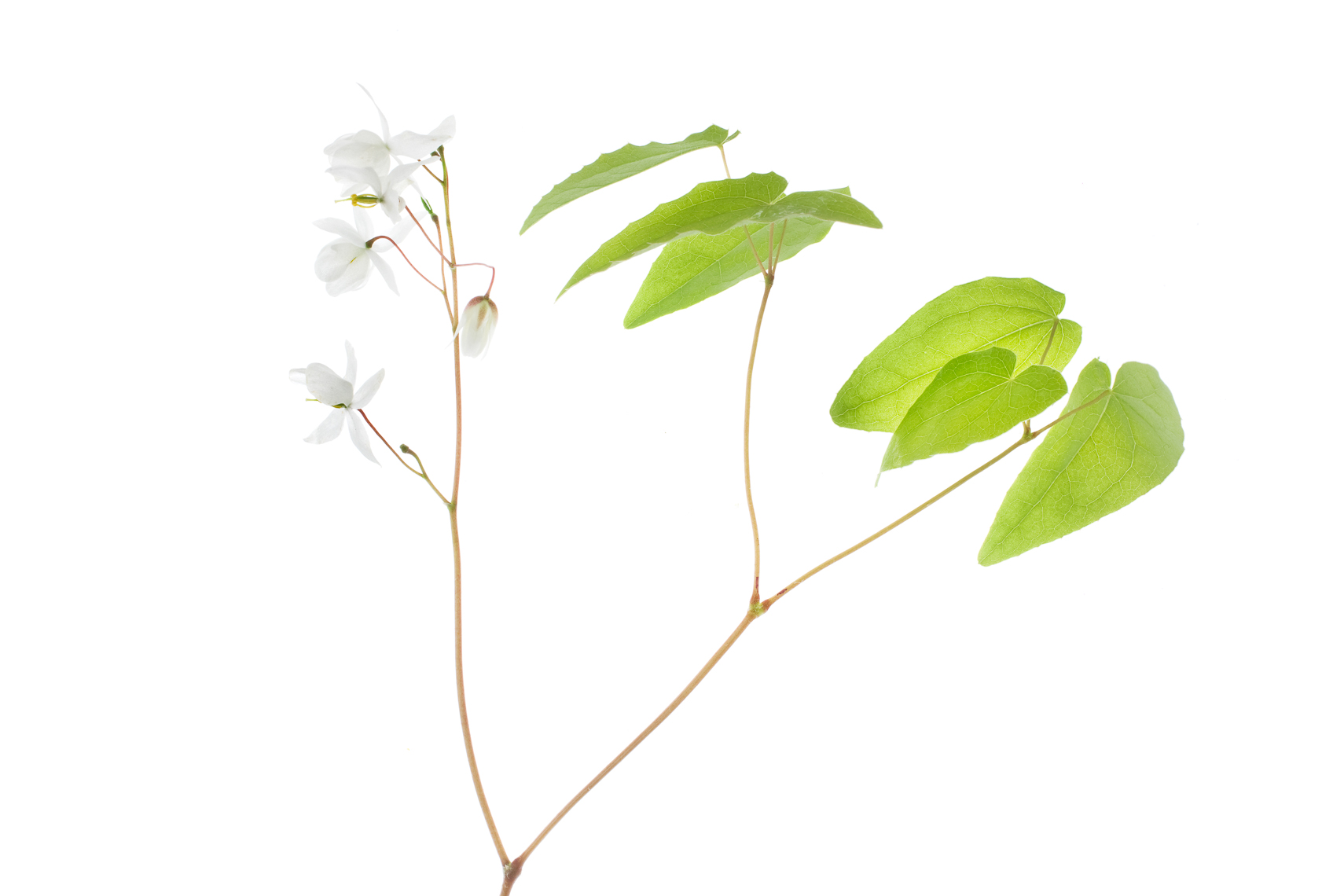 epimedium09ng
