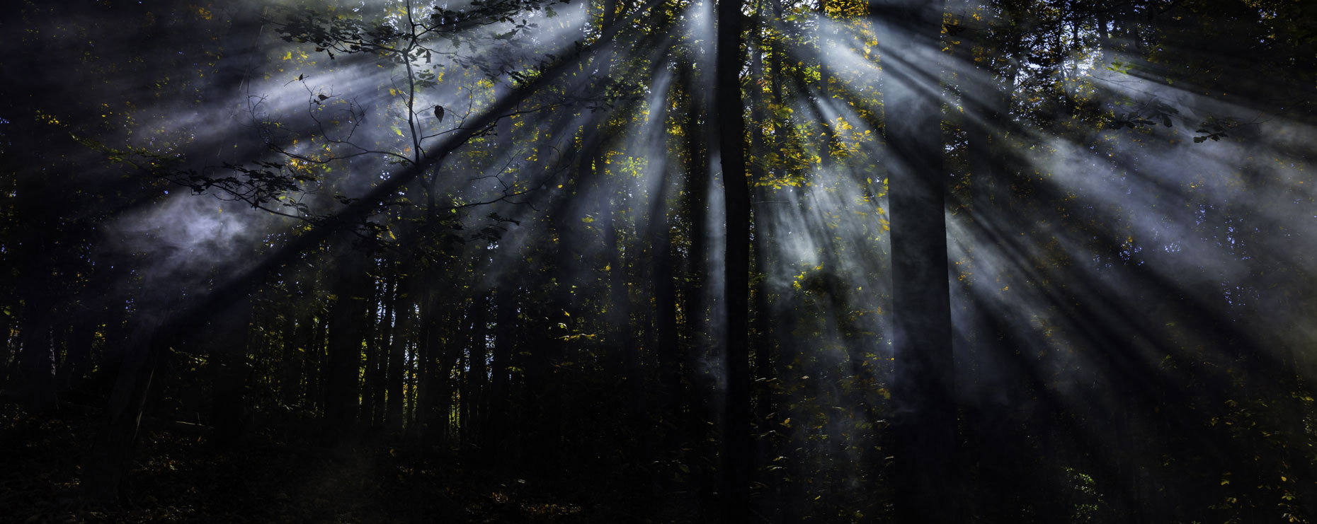 forest003