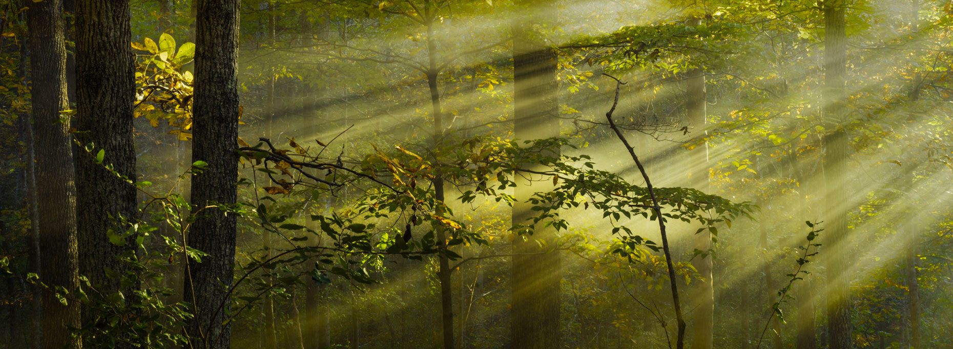 forest004