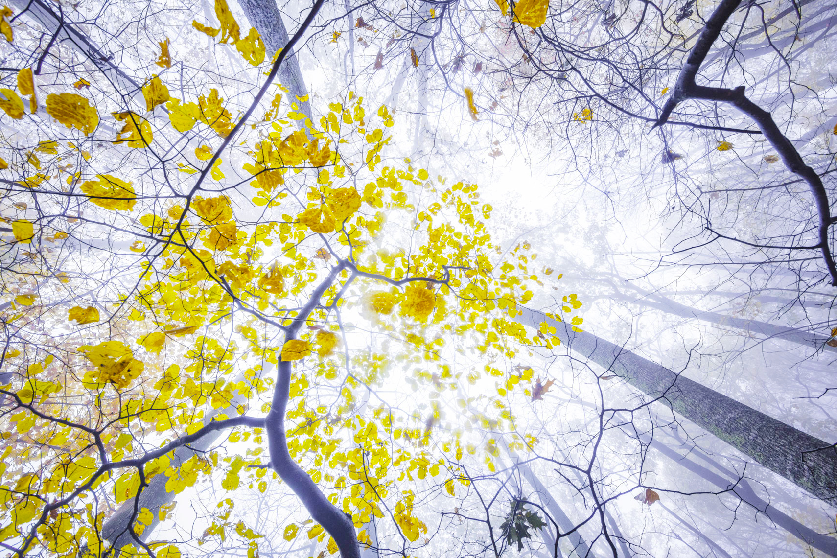 forest007