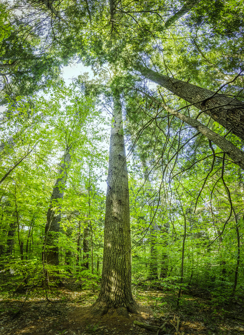 forest012