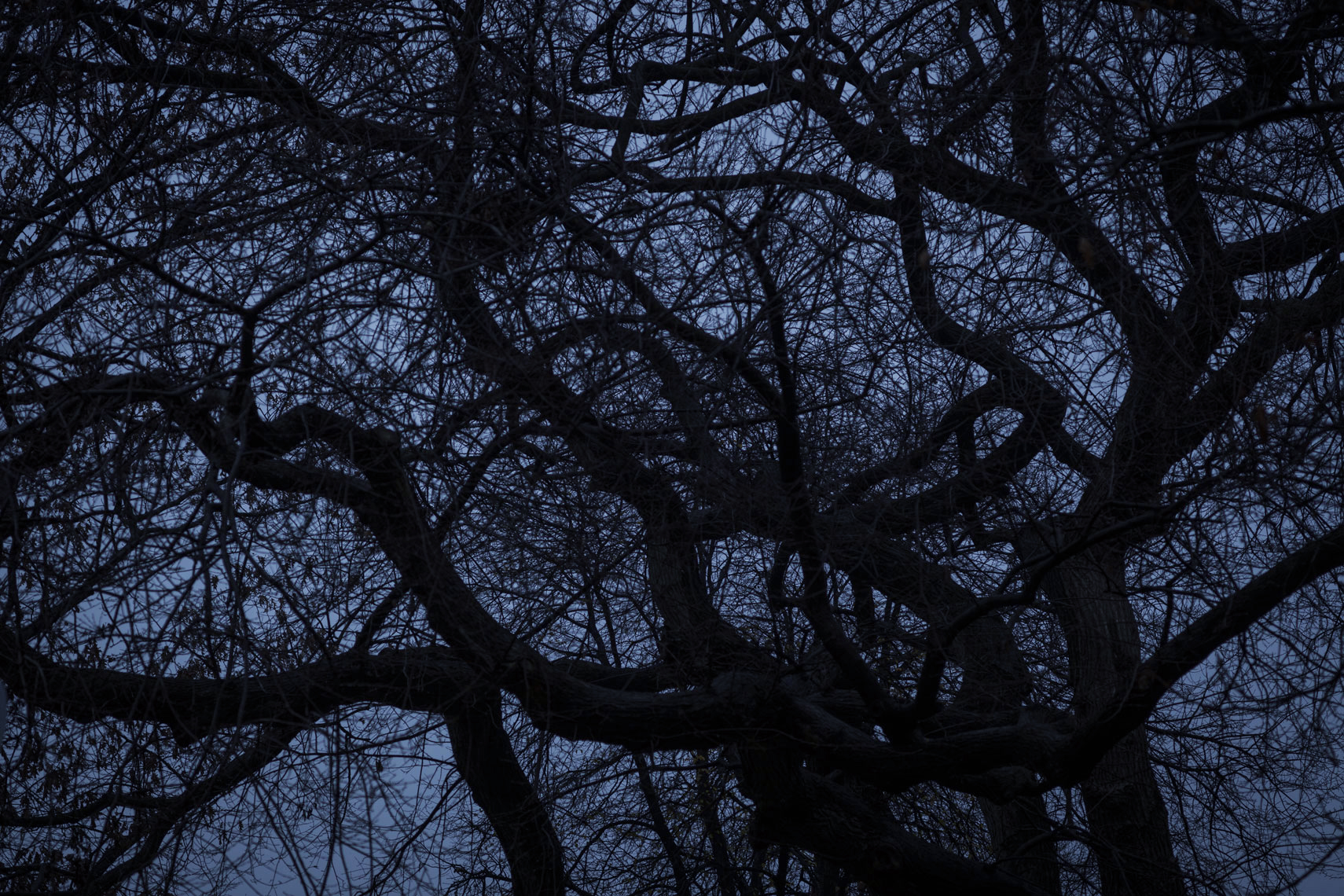 forest026