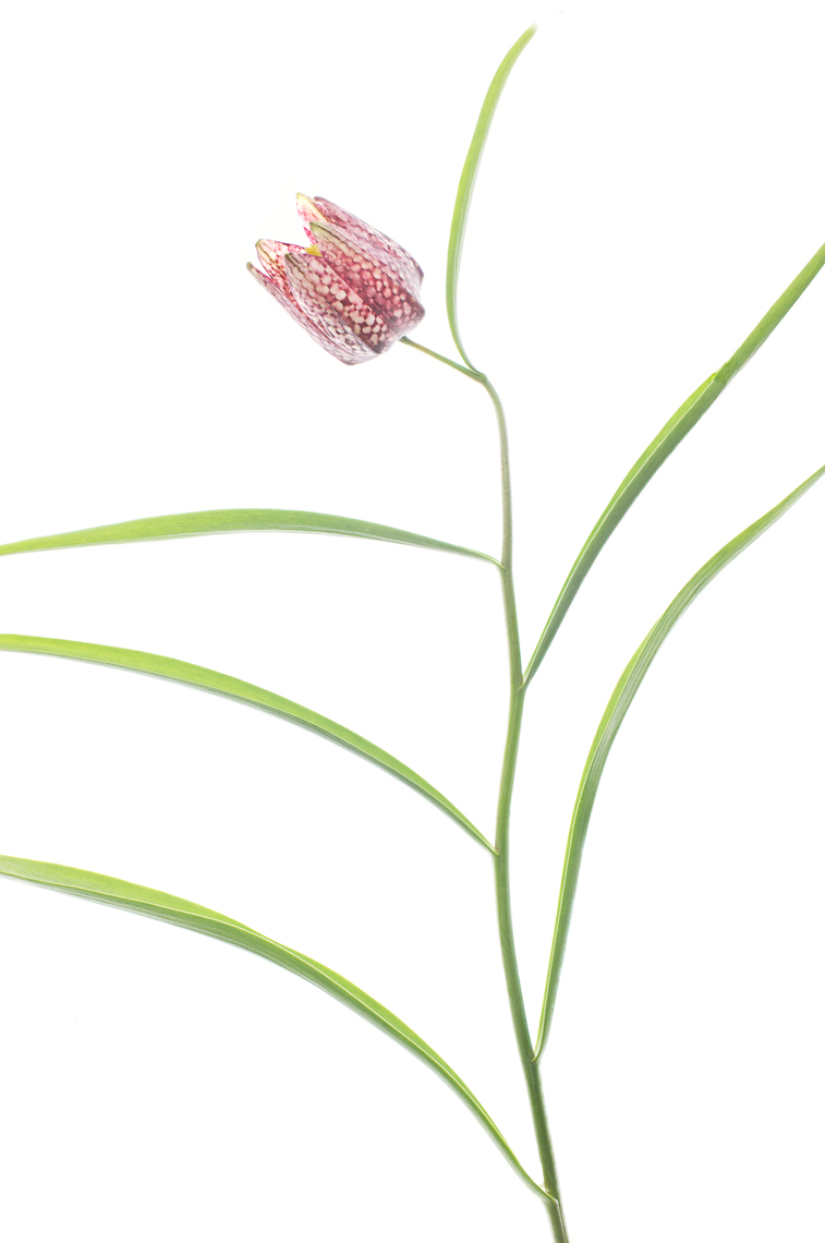 fritillaria01ng