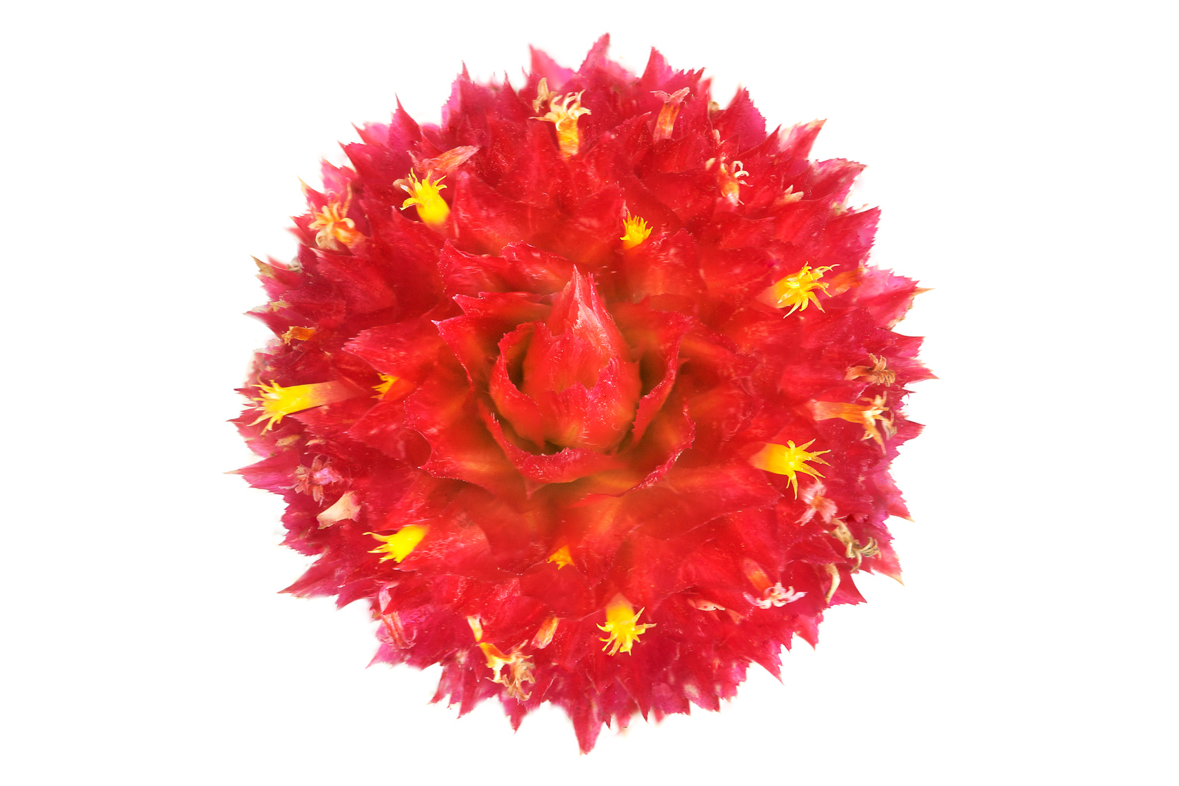 globeamarath03ng