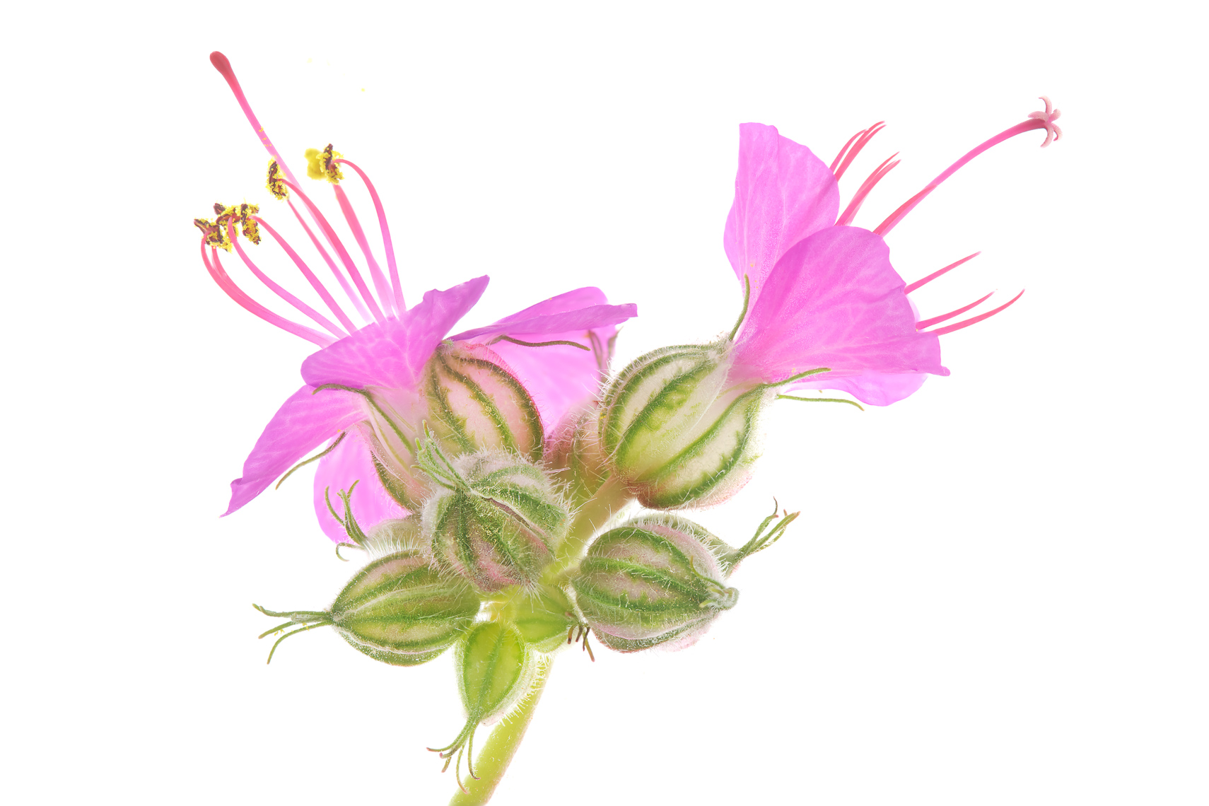 hardygeranium05ng