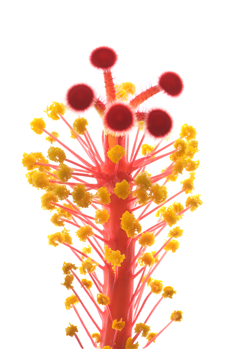hibiscus11ng