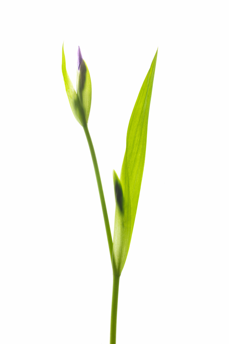 iris02ng