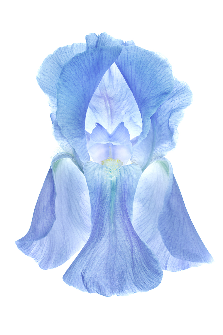 iris31ng